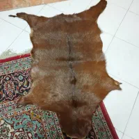 پوست بز|صنایع دستی و سایر لوازم تزئینی|رشت, دیلمان|دیوار