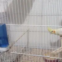 جفت عروس لوتینو