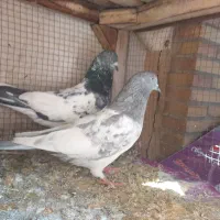 کفتر کله دم سبز و صابونی(الماسی) پرشی|پرنده|فولادشهر, A4|دیوار