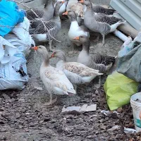 قاز محلی درشت