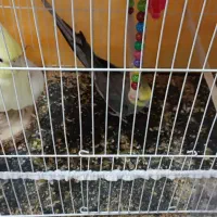 عروس هلندی و مرغ عشق پیدا شده