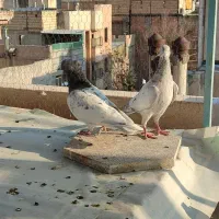 کبوتر|پرنده|مشهد, چهارچشمه|دیوار