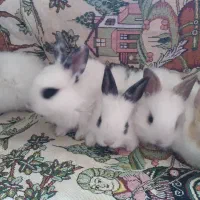 خرگوش کوچولو|موش و خرگوش|وحیدیه, |دیوار