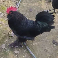 خروس مرندی مشکی