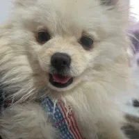 سگ پامرانین خرسی