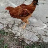 مرغ تخمگذار ونیمچه خروس