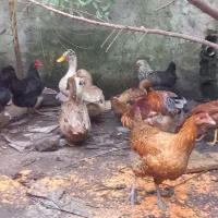 مرغ و خروس محلی تپلو|حیوانات مزرعه|کیاشهر, |دیوار