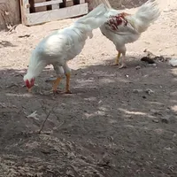 خروس گلین|پرنده|مشگین شهر, |دیوار