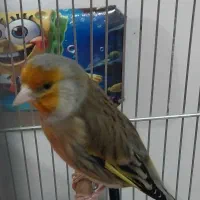 سهره قناری استاد لر