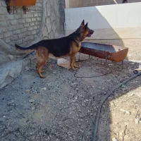 سگ ژرمن و دوبرمن|سگ|برازجان, |دیوار