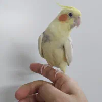 عروس هلندی|پرنده|ری, دولت‌آباد|دیوار