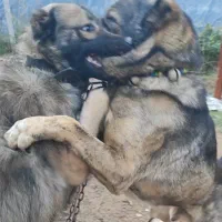 واگذاری ۲عدد سگ سرابی سطح ۱