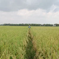 برنج دونوج ارگانیک بدون هیچ نوع سم و آفت کش