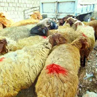 ۱۴راس گوسفند جوان آبستن سنگین مایه کرده