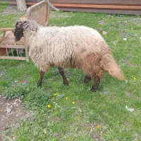 گیج|حیوانات مزرعه|سیلوانه, |دیوار