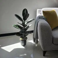 4 عدد گلدان با نژاد مختلف وکنار سالنی ارسال رایگان