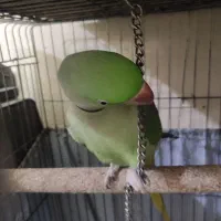 شاه طوطی اسکندر
