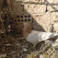 کفتر|پرنده|سبزوار, جنت|دیوار