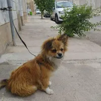 سگ پامر نر