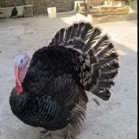 بوقلمون بالق برنز