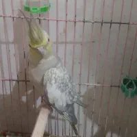 جفت عروس هلندی|پرنده|لوندویل, |دیوار