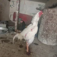 تخم مرغ اوشامو
