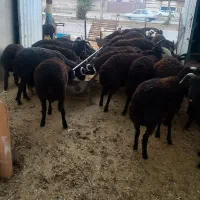 گوسفندزنده