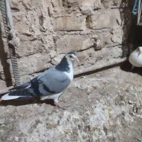 نر بدرنگ دستگردی|پرنده|اصفهان, کشاورزی|دیوار