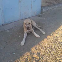 سگ الابای سرکله دار|سگ|سبزوار, ابارش|دیوار
