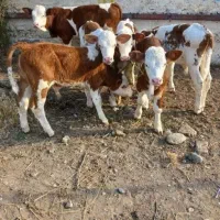 تهیه گوساله از میادین دام دوشنبه و پنجشنبه آق قلا|حیوانات مزرعه|ساری, |دیوار