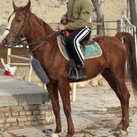 اسب نریان سیلمی اصالت دار