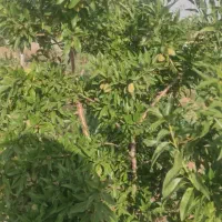 باغ-1000-متری-میانبر