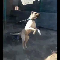 واگذاری سگ های سرابی و خراسانی اصیل