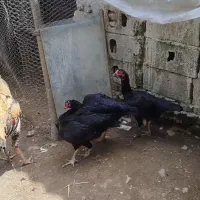 مرغ لاری