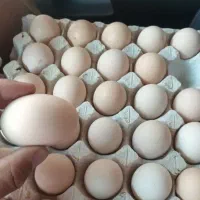 فروش  تخم مرغ محلی به صورت عمده