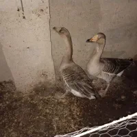 دو غاز دورگ