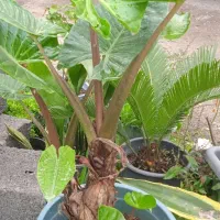 گل با با ادم در حد نو