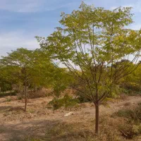 باغچه ۴۰۰ متری|فروش زمین و ملک کلنگی|باقرشهر, |دیوار