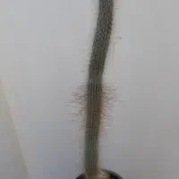 کاکتوس مشعل نقره ای زیبا وسرحال