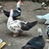 اردک مسکویی(اسراییلی)
