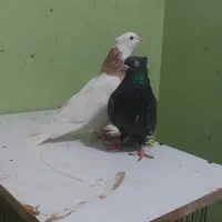 طوقی،|پرنده|بندر گناوه, |دیوار