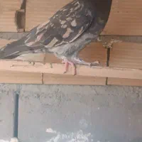 کفتر نامبروان