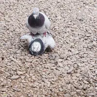 تعدادی کفتر رنگی و پلاکی نرماده سار  پلاکی با جوجه