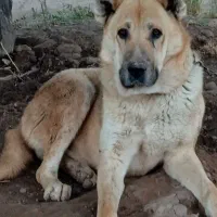 سلام برادران گله من این سگ گمشده کسی جایی دیده|سگ|اقبالیه, |دیوار