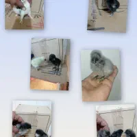 فروش جوجه نژادهای خاص و تخم رنگی امیرفارم