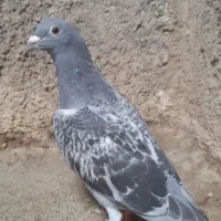 سبز پولکی آلمانی