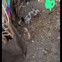 مرغ نیمچه