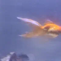 ماهی آکواریوم