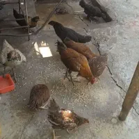 واروک و خروس  فروشی