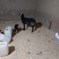 گوسفند و بره